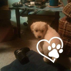 Meet your Posher, Thomas